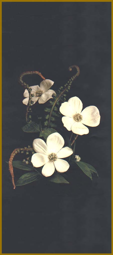 Jan Horn's Dogwoods