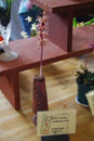 striped coral root