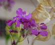 the money plant