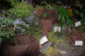 The fern table